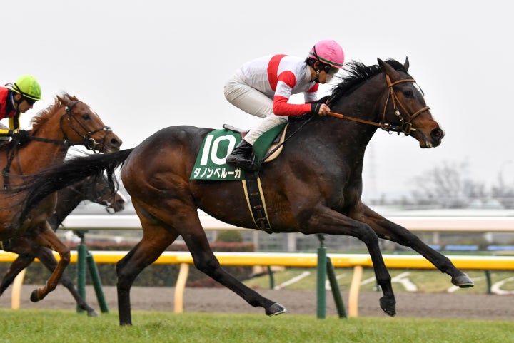 凱旋門賞馬の回避もあり、主役級不在となった今年のジャパンC。３歳馬ダノンベルーガのＧⅠ初制覇のチャンスが巡ってきた。写真：産経新聞社