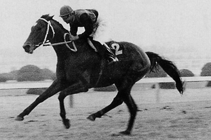「五冠馬」の称号を得たシンザン。数多くの伝説を残した。写真：産経新聞社