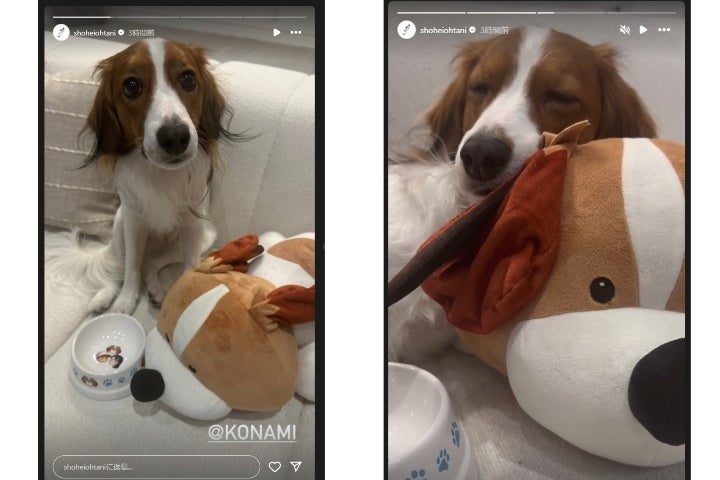 犬のぬいぐるみをもらってご機嫌なデコピン。※大谷翔平のインスタグラムより