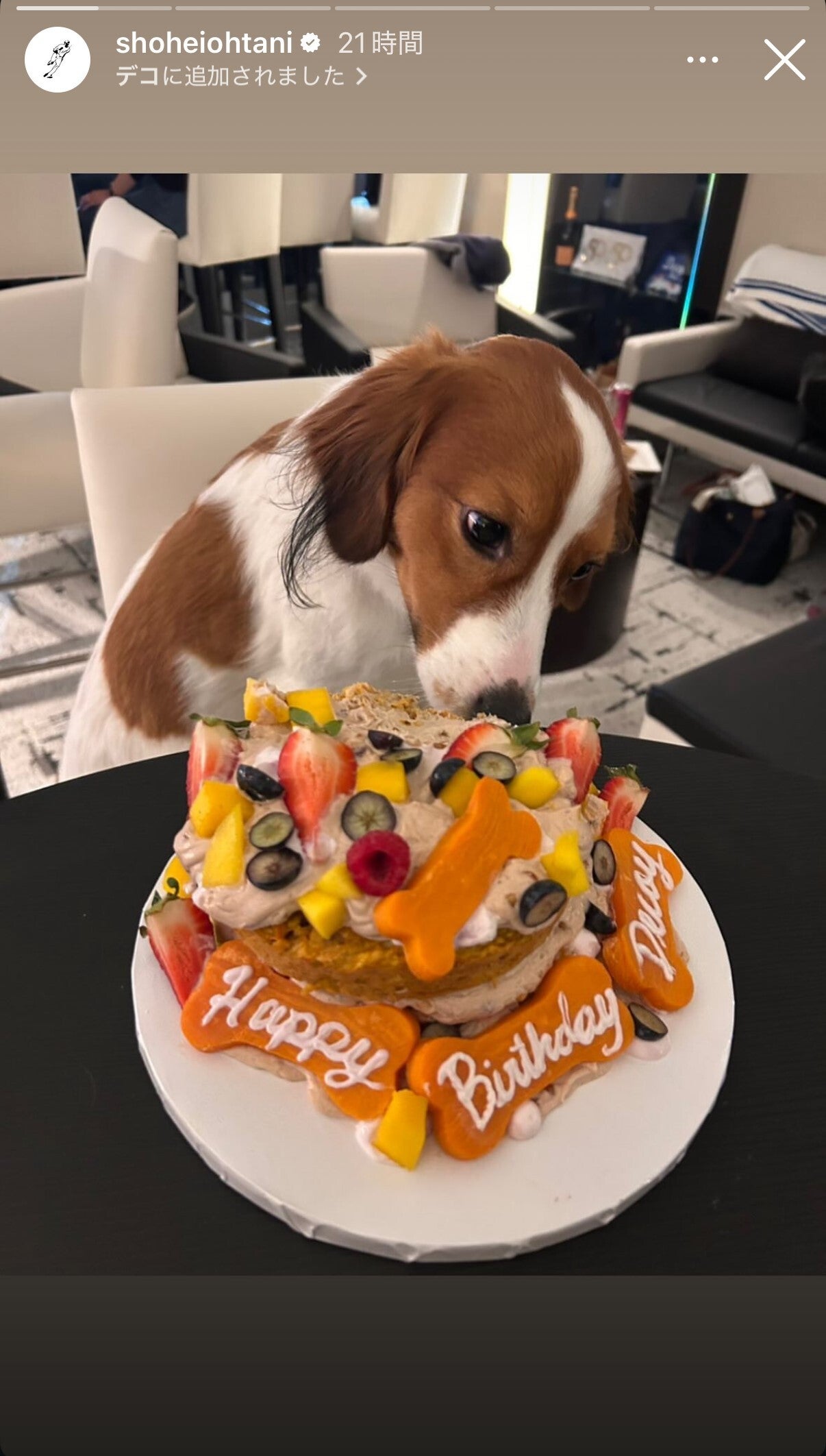 犬用ケーキにかぶりつく大谷の愛犬デコピン。(画像は大谷の公式インスタグラムのスクリーンショット)