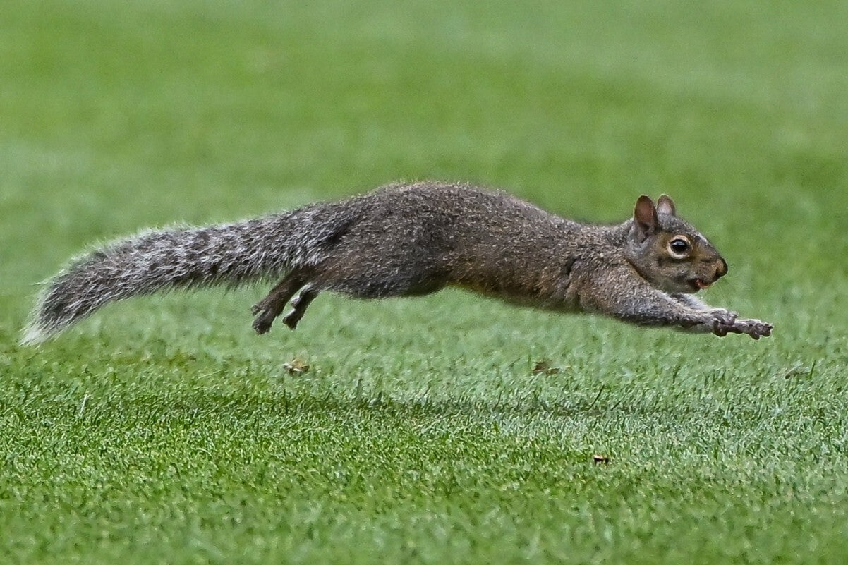 グラウンドにリスが乱入するのは珍しいが、MLBでは割とあるケース。日本ではあまり考えられないが……。(C)Getty Images