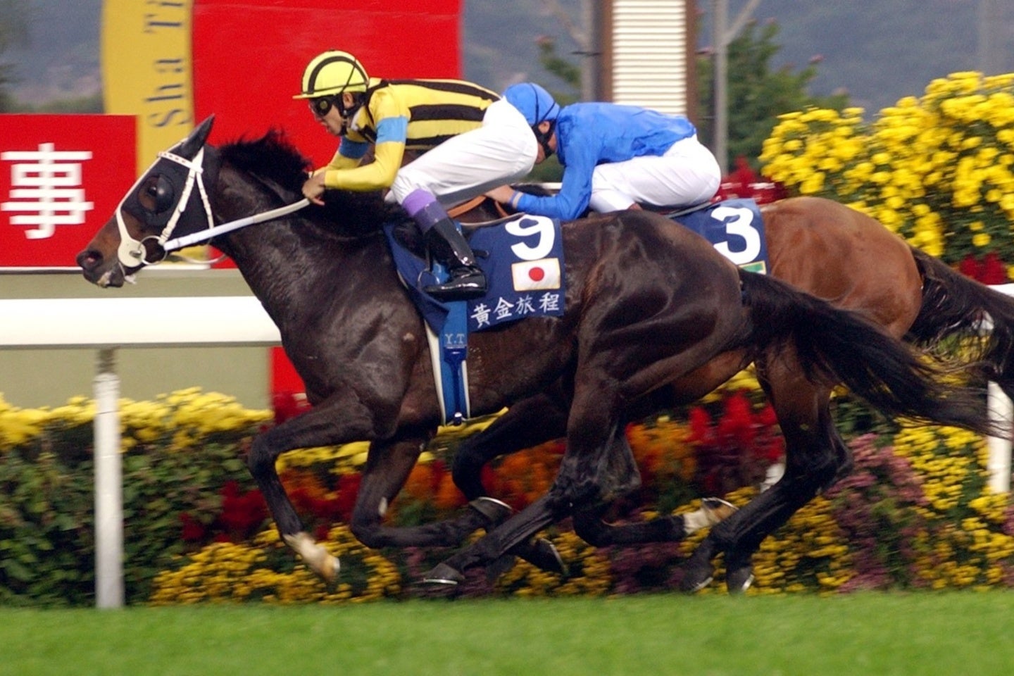 香港ヴァーズを優勝したステイゴールド。写真：産経新聞社