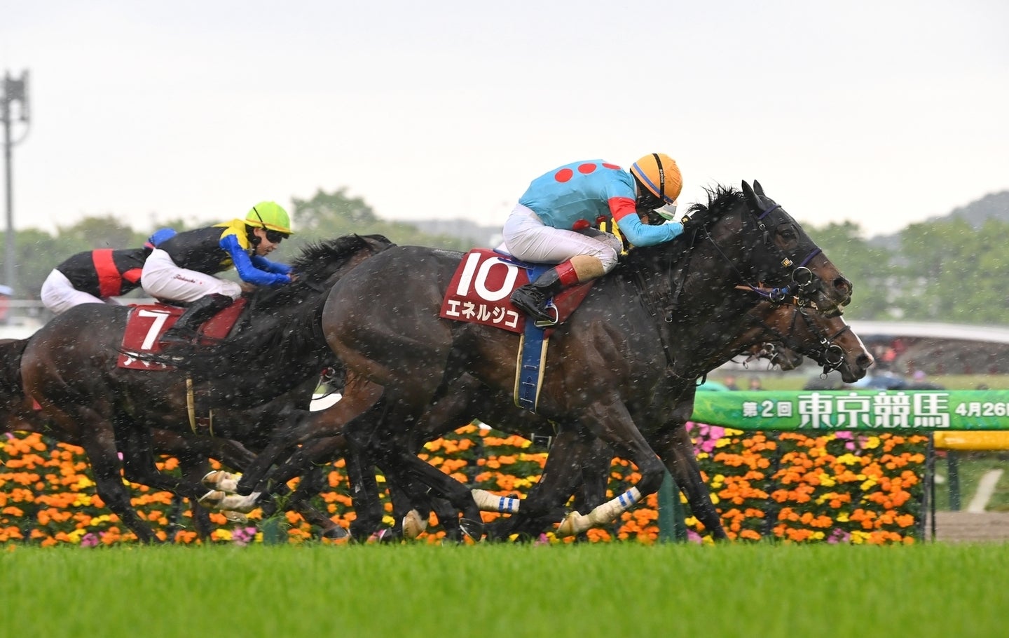 デビュー３連勝で青葉賞を制したエネルジコ。能力の底をまだ見せていない。写真：産経新聞社