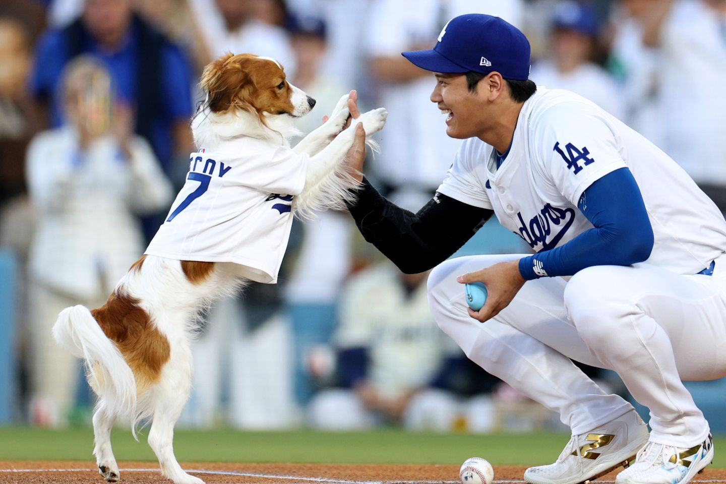 MVPを受賞した大谷とデコピンの“掛け合い”がファンにも好評だ。(C) Getty Images