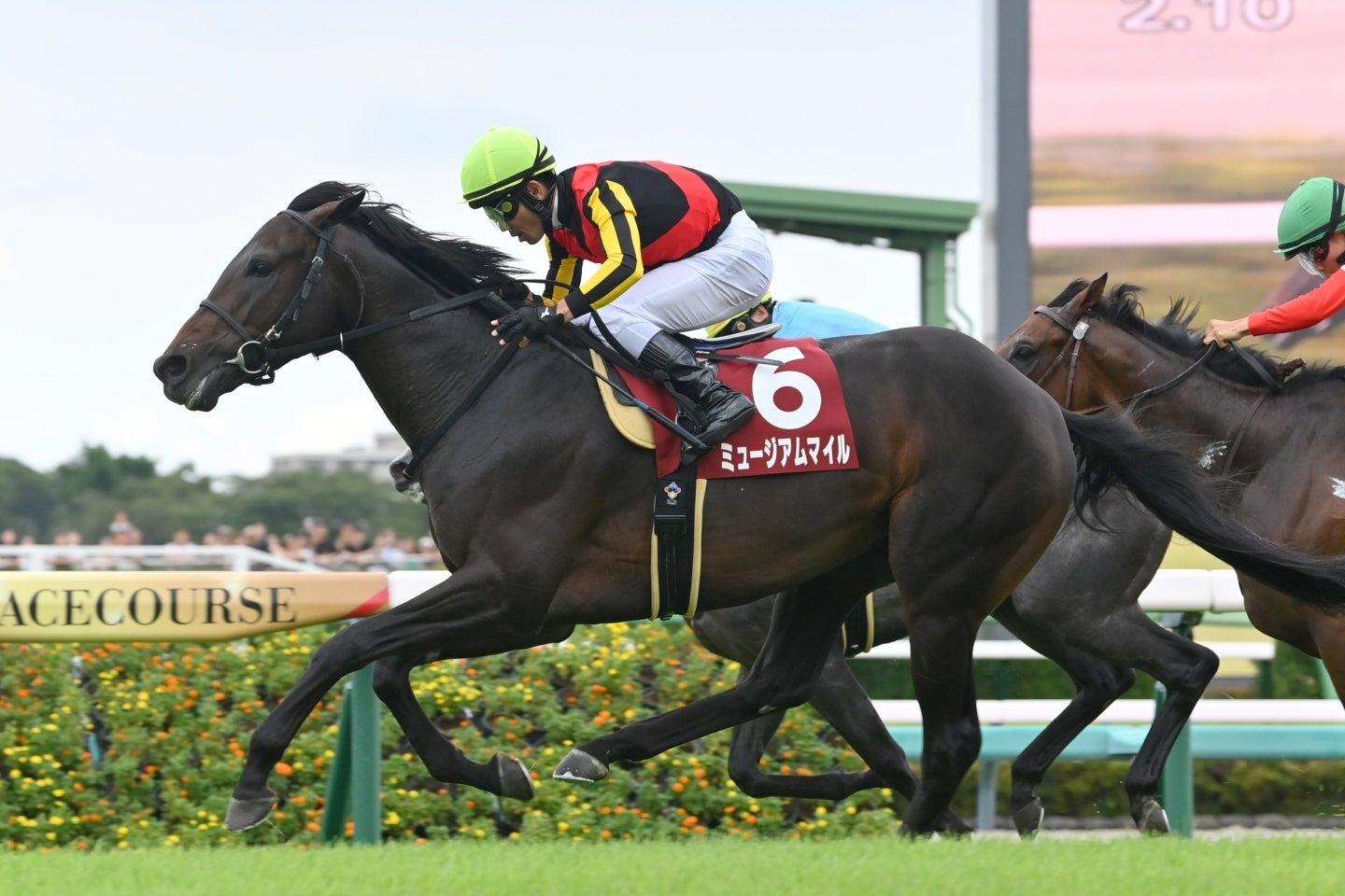 皐月賞馬のミュージアムマイル。暮れのGP制覇を狙う。写真：産経新聞社