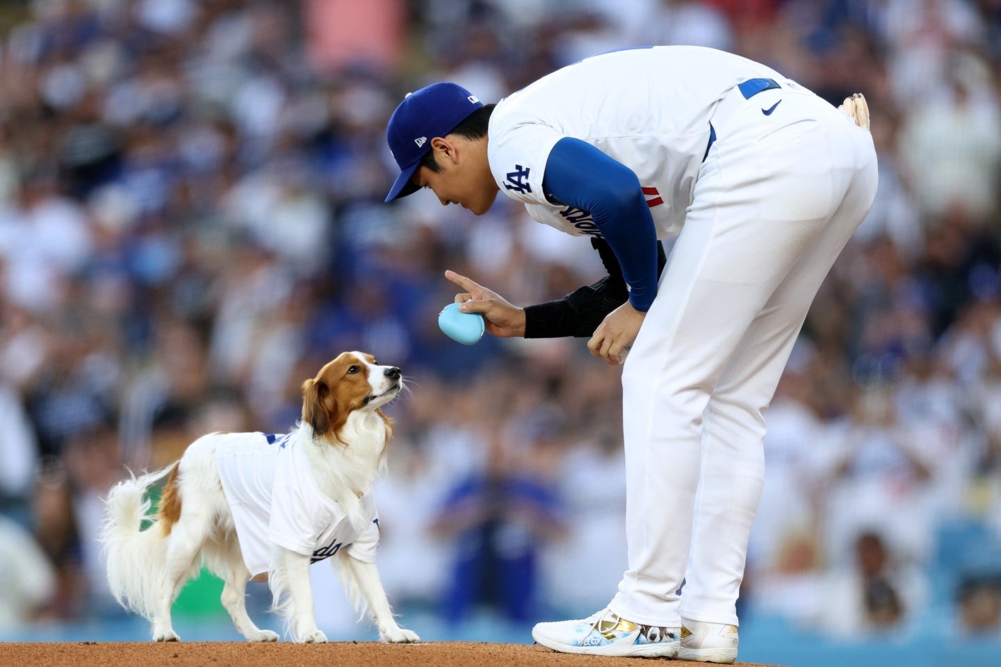 大谷の愛犬デコピン。絵本の主役になった。(C)Getty Images