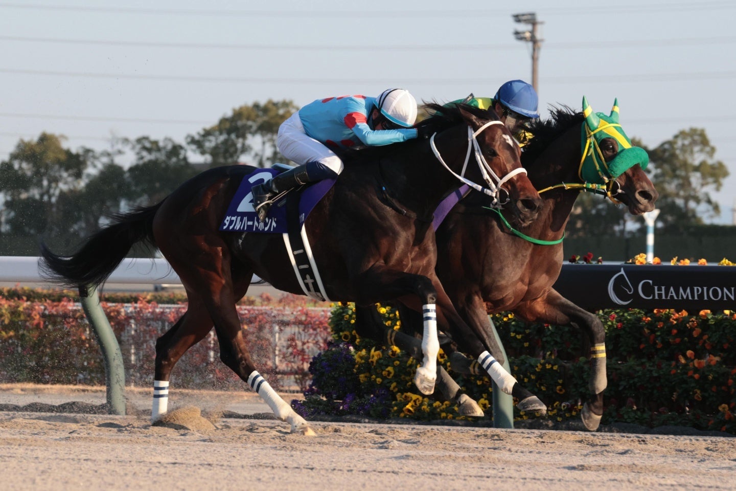 昨年のチャンピオンズCを制したダブルハートボンド（手前）。写真：産経新聞社
