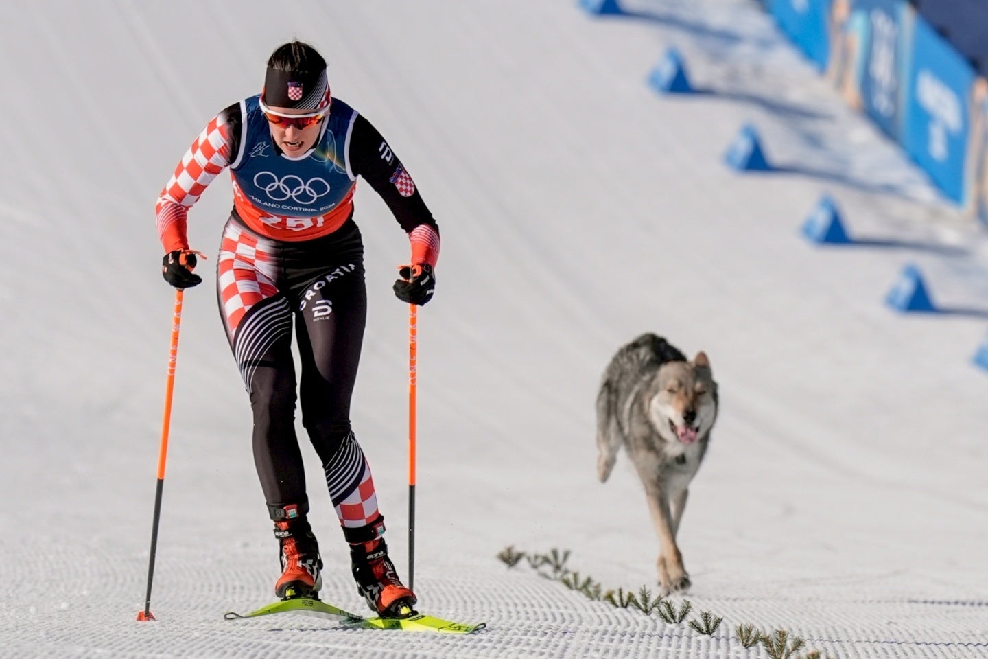クロスカントリースキーの競技中にゴールした犬。写真：NTB scanpix/アフロ
