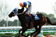 マイルチャンピオンシップで連覇を果たしたダイタクヘリオス。写真：産経新聞社