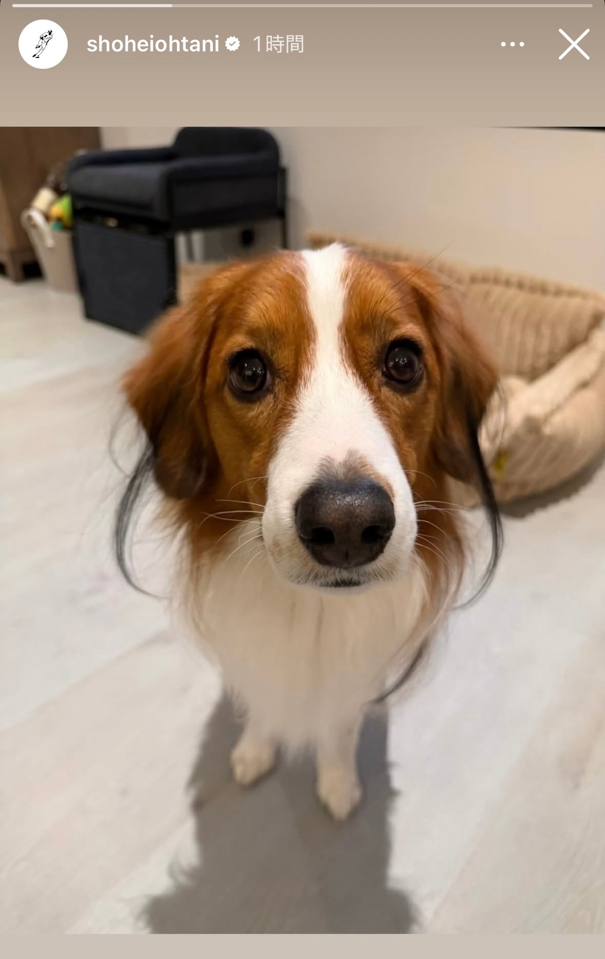 大谷が自身のインスタグラムにアップしたデコピンの最新ショット。写真：本人のインスタグラム投稿（＠ shoheiohtani）