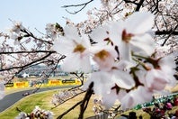 鈴鹿サーキットで開催されているF1日本GP。(C) Getty Images