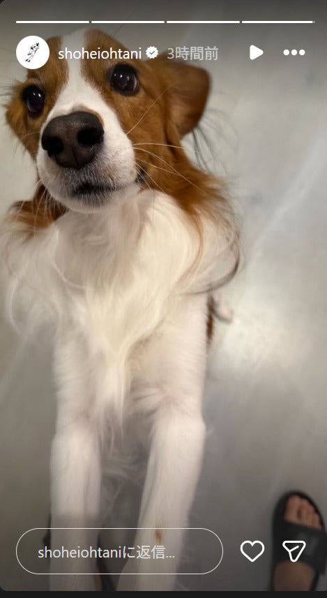 大谷が愛犬デコピンの写真を久しぶりに投稿した。画像は大谷翔平の公式インスタグラムのスクリーンショット。